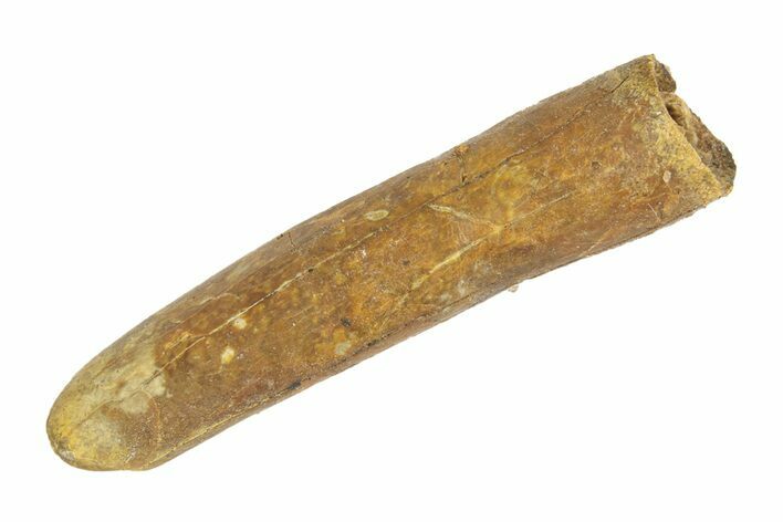 Fossil Sauropod Dinosaur (Rebbachisaurus) Tooth - Morocco #248843